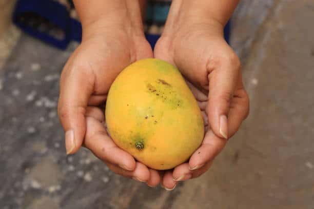 Woman hands holding a yellow juicy fresh mango fruit