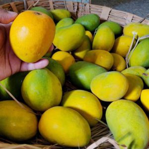 Ripen yellow and raw green mangoes together selecting and testing it