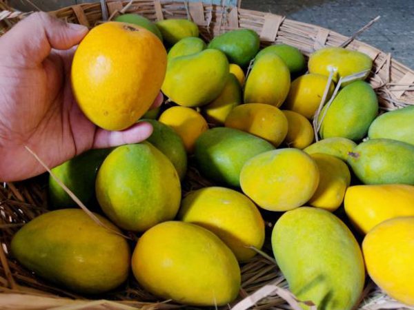 Ripen yellow and raw green mangoes together selecting and testing it