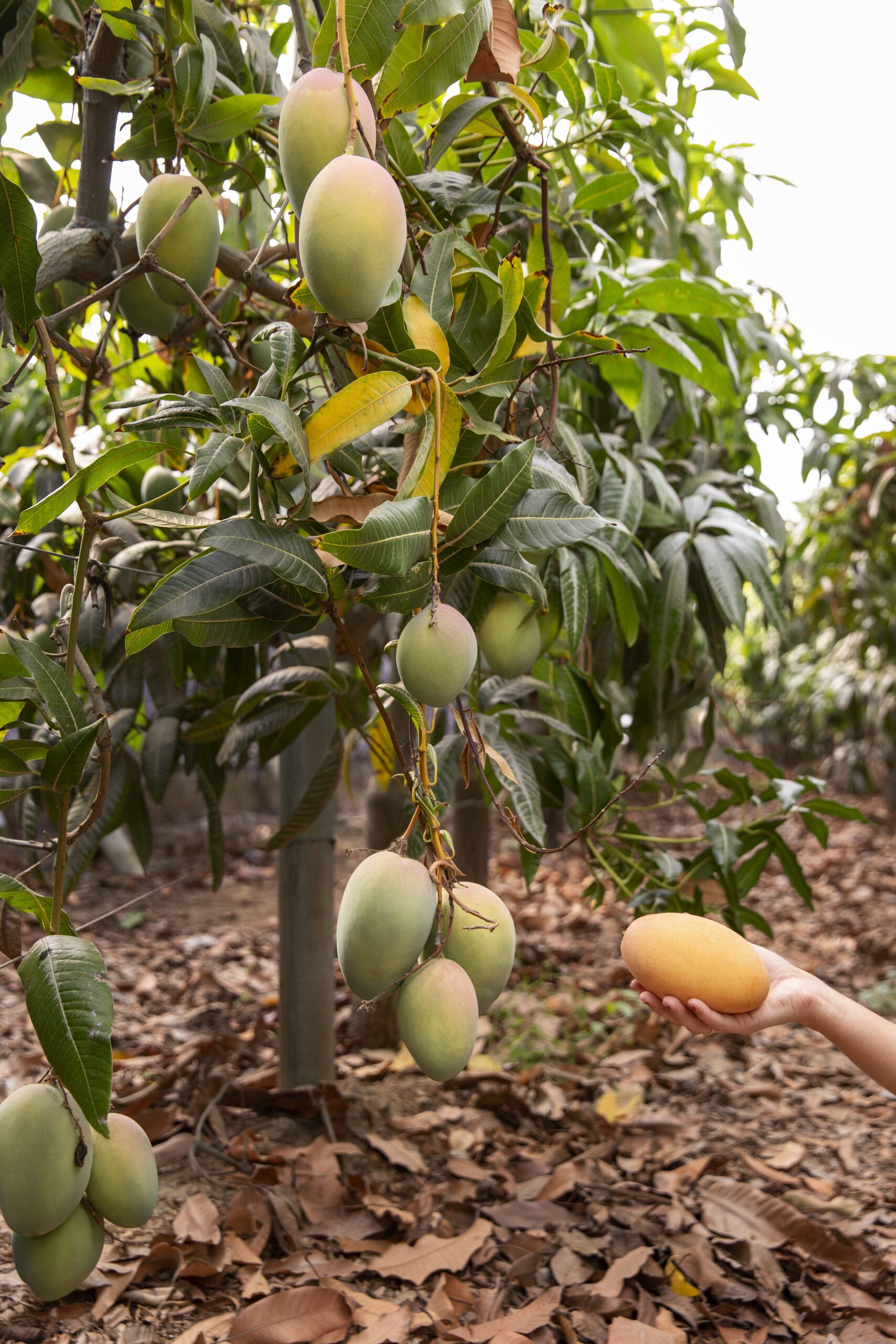 delicious-raw-mango-fruit-tree