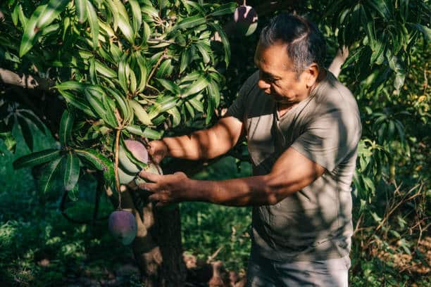 Bolivian worker in an agricultural plantation working