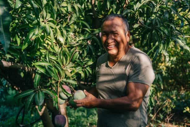 Bolivian worker in an agricultural plantation working